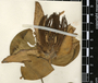 Passiflora ambigua Hemsl. ex Hook. f., Belize, W. A. Schipp 1302, F